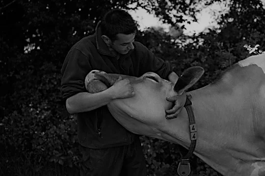 Hinxden Dairy Cows