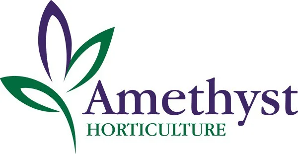 Kentish Plants Amethyst